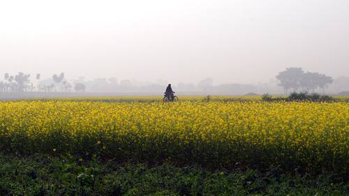 Vida rural y explotaciones agrícolas en la India